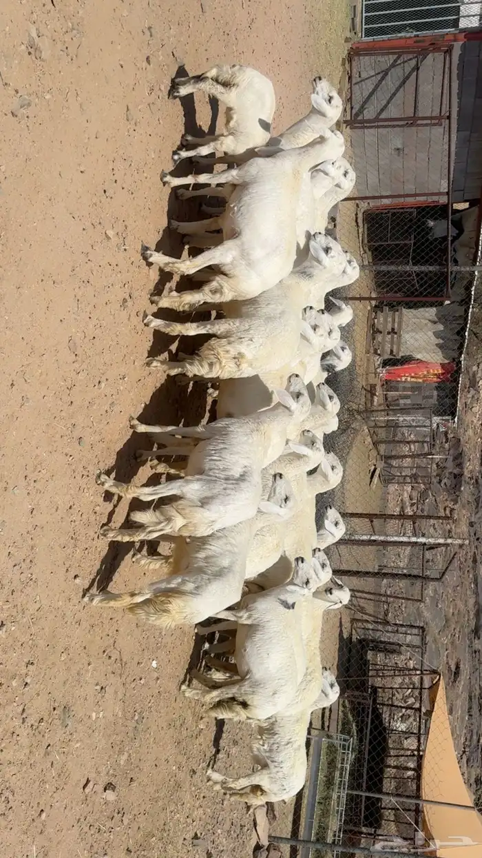 رخال الي يبغى يسس مراح 4