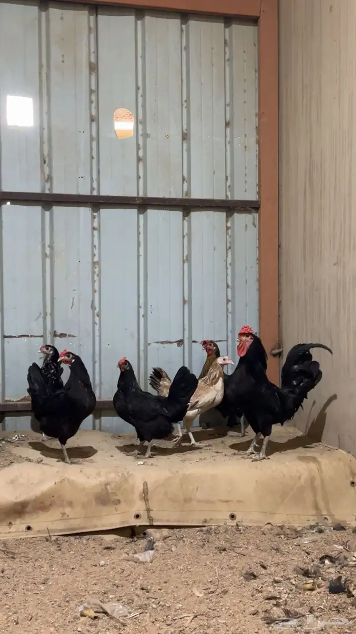 للبيع دجاج بلدي بياض 0