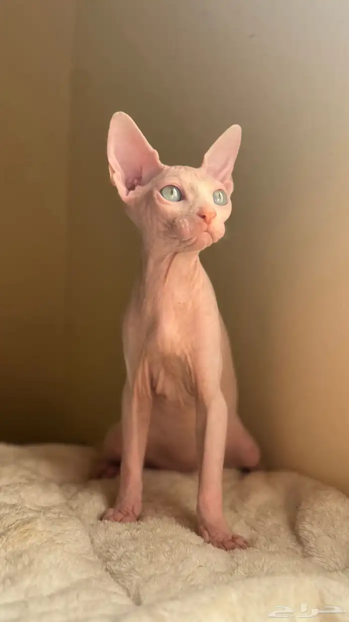 للبيع قط فرعوني ذكر عمر خمسه شهور ونص 1