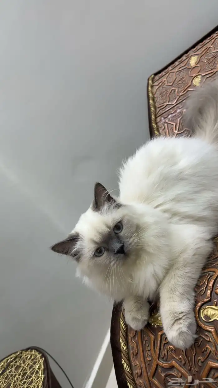 قط هملايا انثى للبيع 4