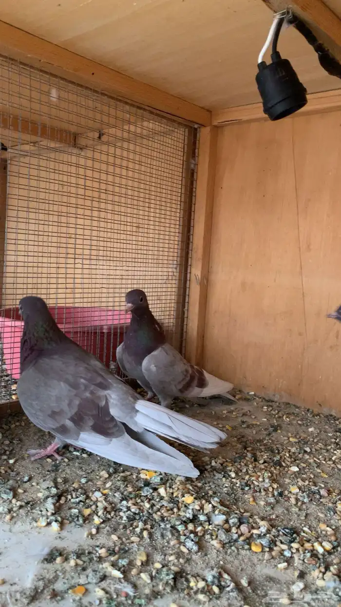 ((( تم البيع الله يبارك للمشتري ))) 14