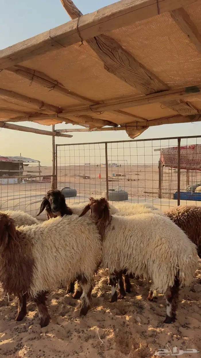 ذبائح نعيم حري هجين نجد ساكني تابي وتمارا( بريدة) 3