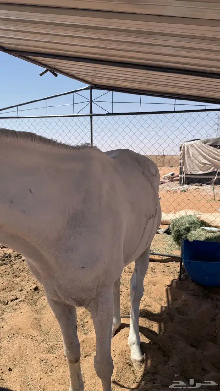حصان للبيع 1