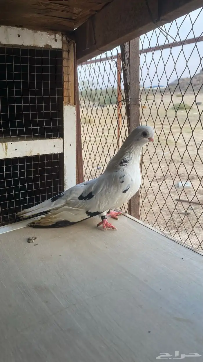 جوز قطايف قنادي النوادر 1