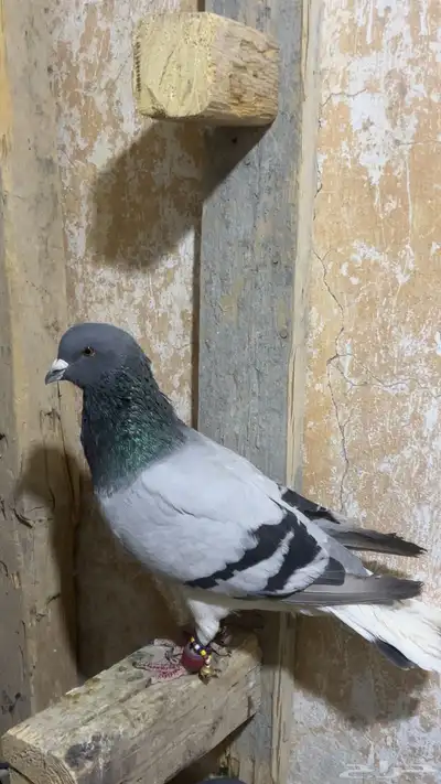 حمام شامي كش index