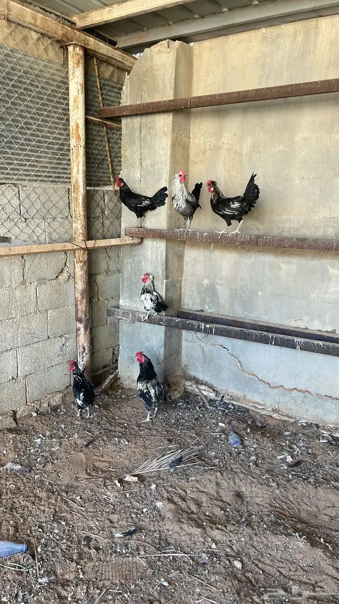 ديوك العدد 6 العمر تقريبن 5 او 6 شهور البيع سمح 3