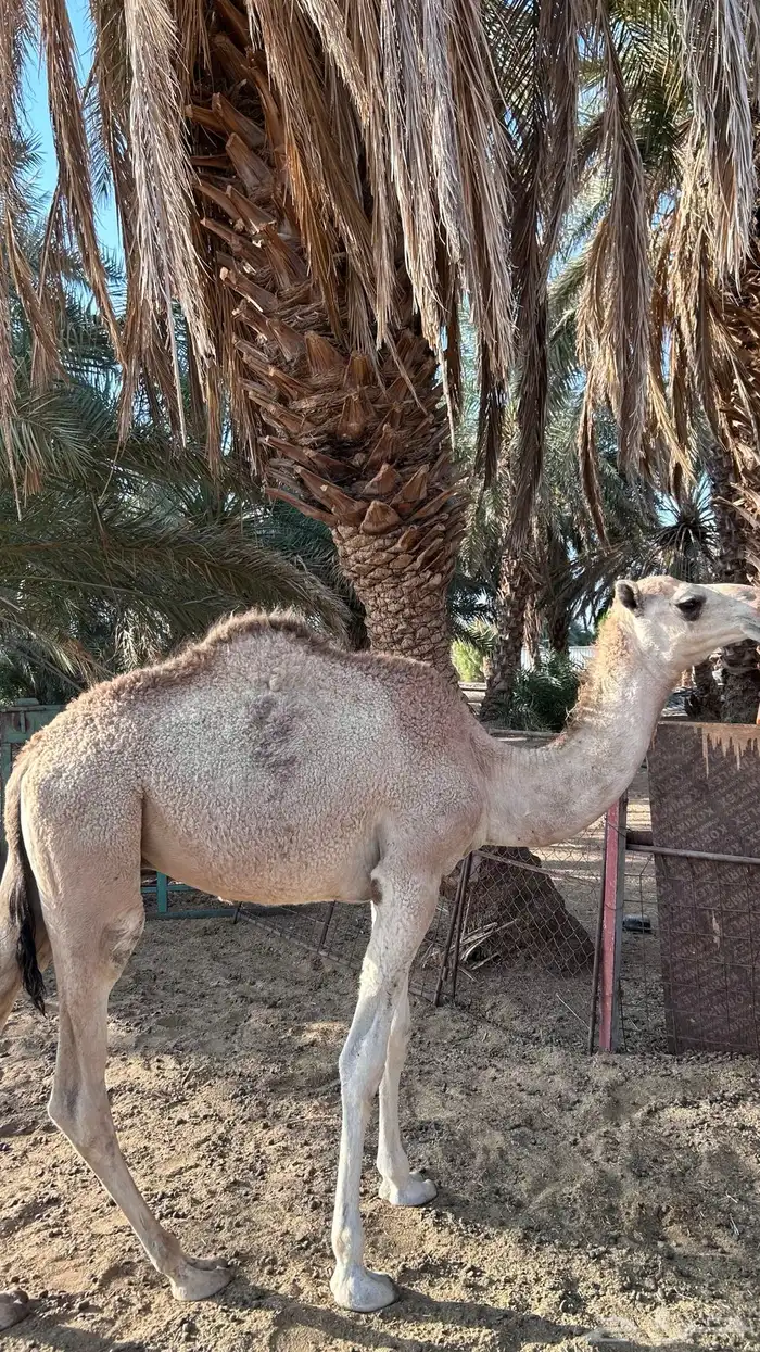 قعدان للبيع 6