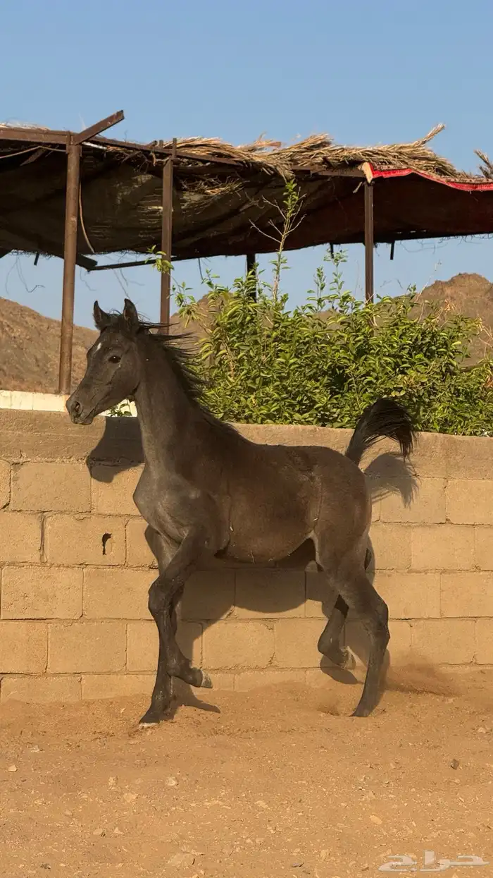 فرس واهو للبيع 6