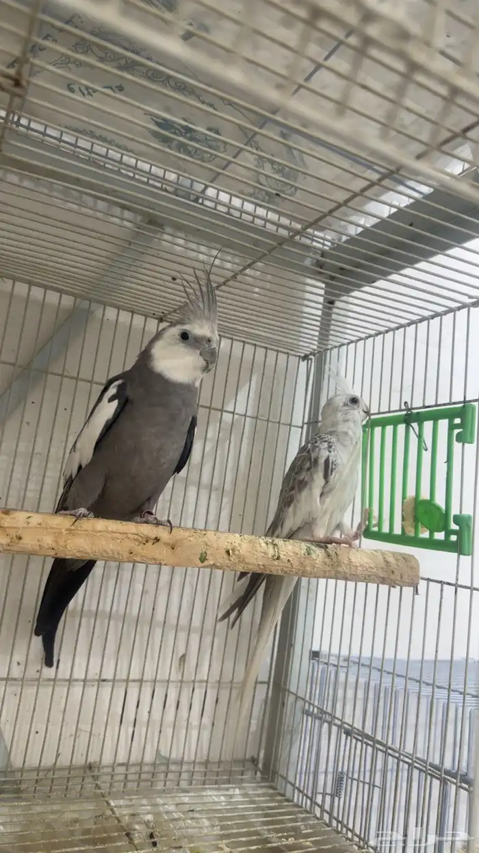 جوز كروان تركيبه جديده 0