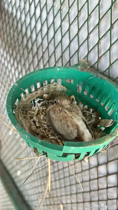 حمام الماسي index