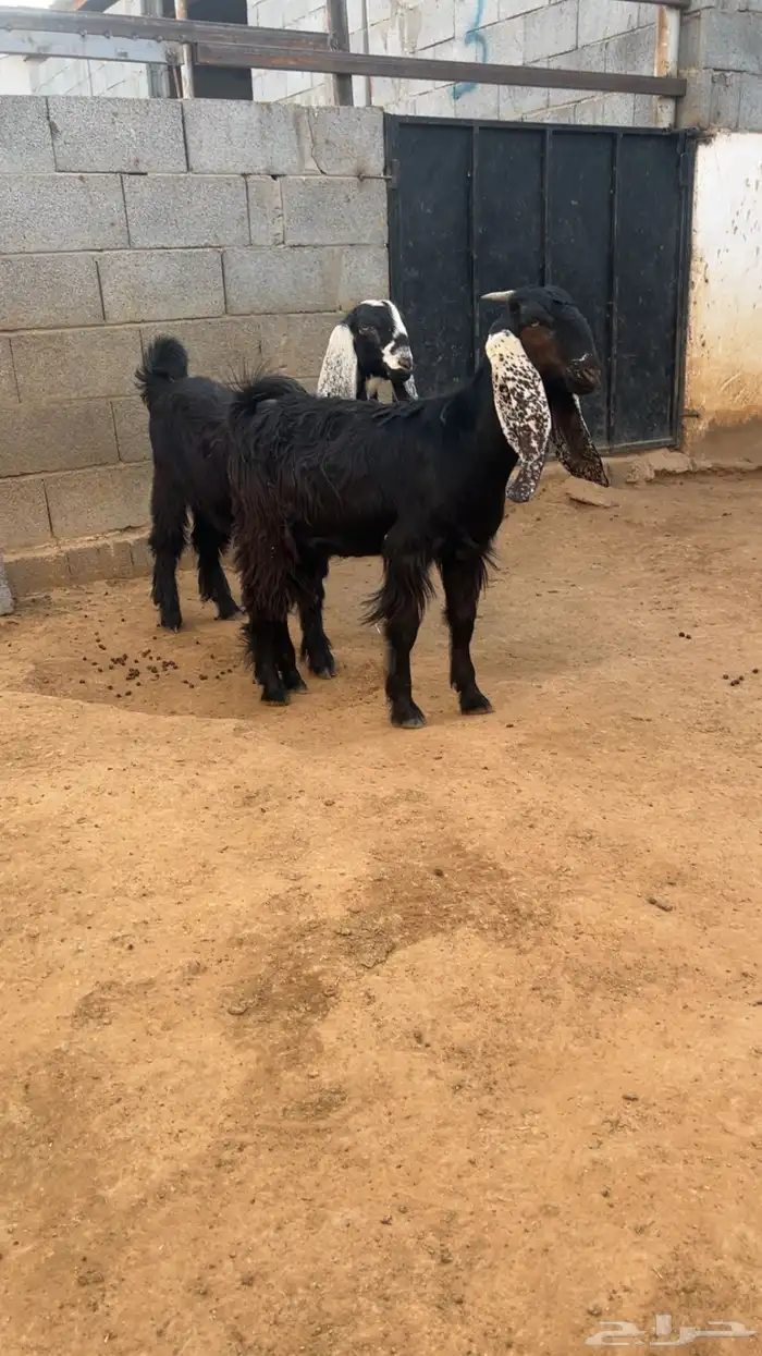 ( تم البيع ) جفرتين مشروكات 1