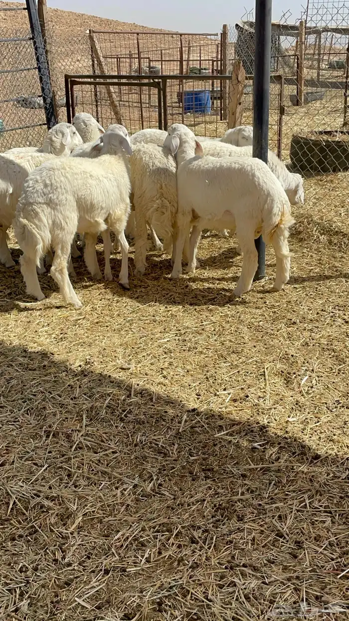 طليان ذبايح حريات 14