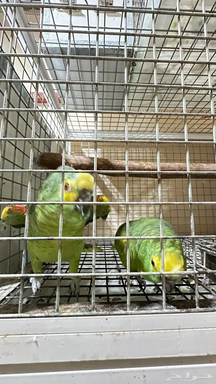 تم البيع زوج امازوني 1