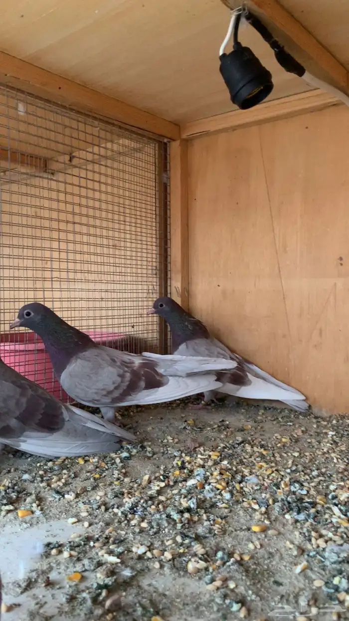 ((( تم البيع الله يبارك للمشتري ))) 13