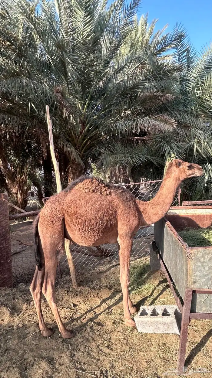 قعدان للبيع 0