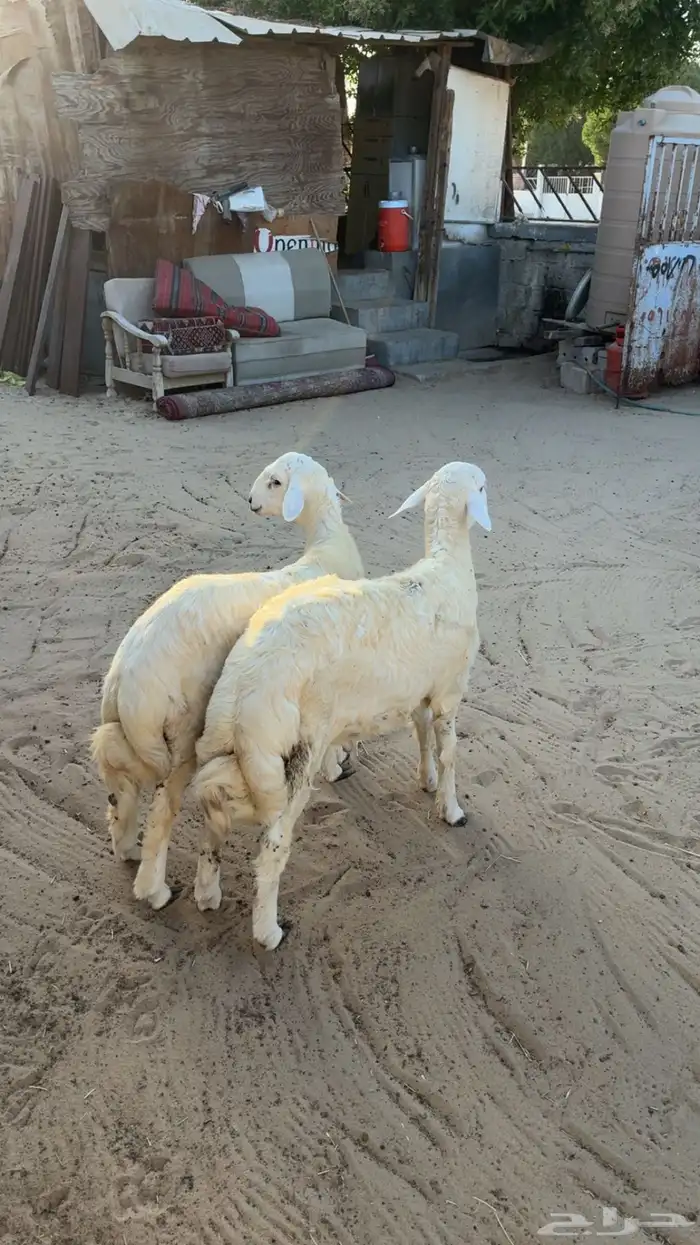 خرفان فل 5شهور 0