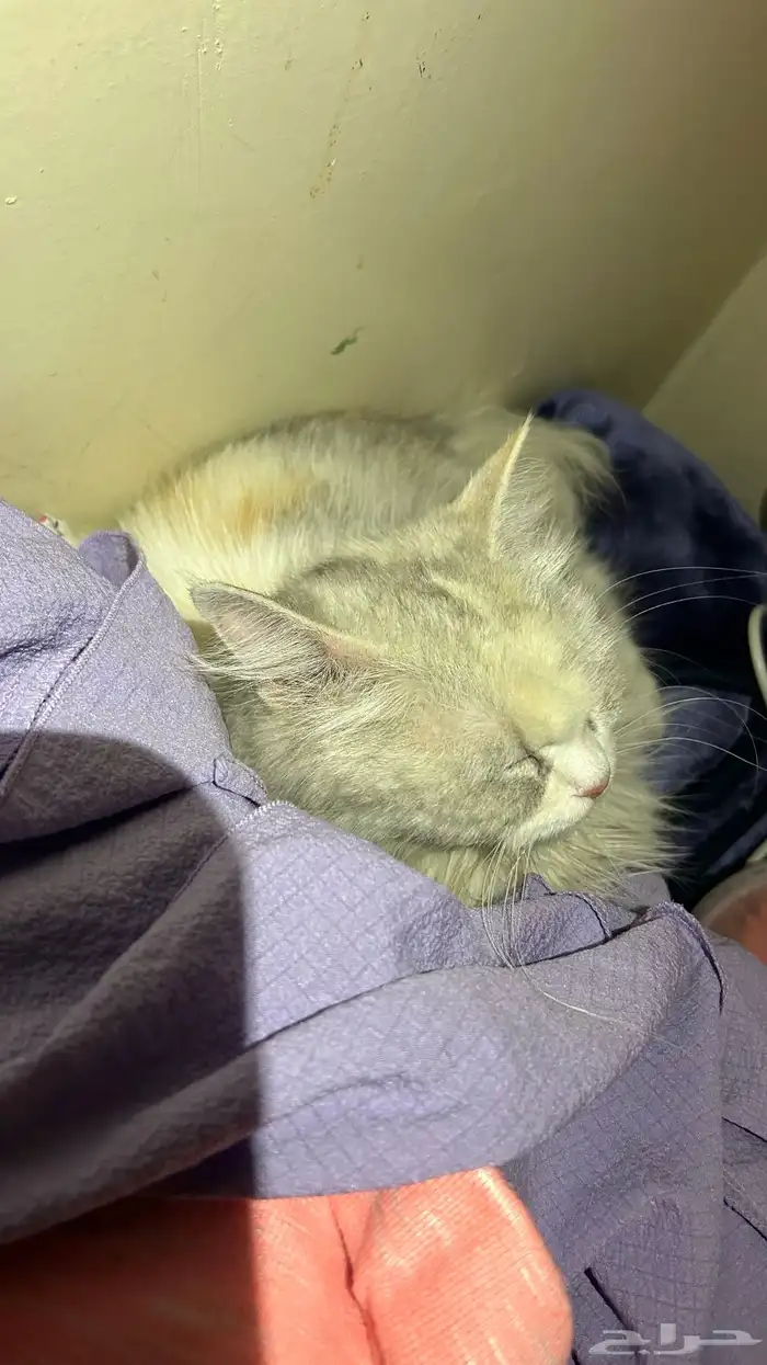 قطه ضايعه او هاربه او رامينها 1