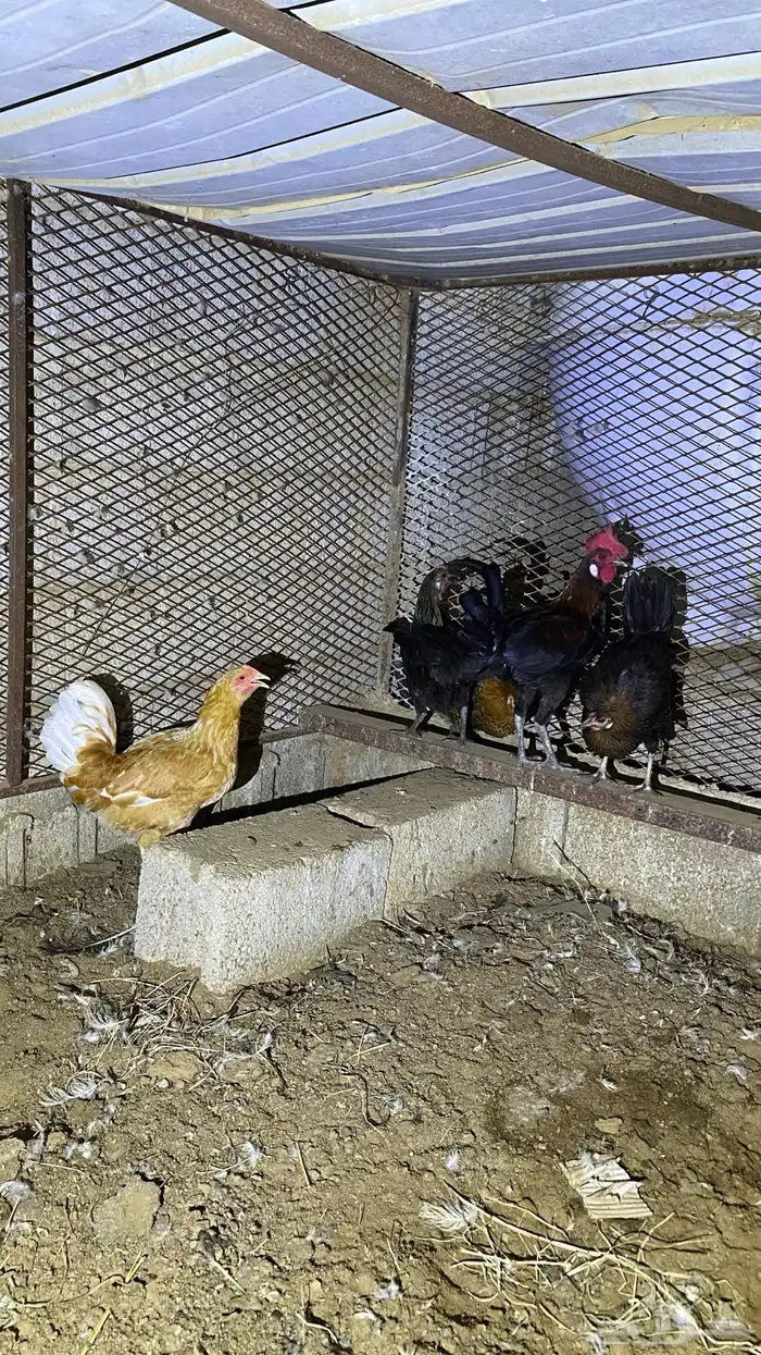 دجاج للبيع 9