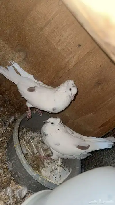 حمام قطايف index