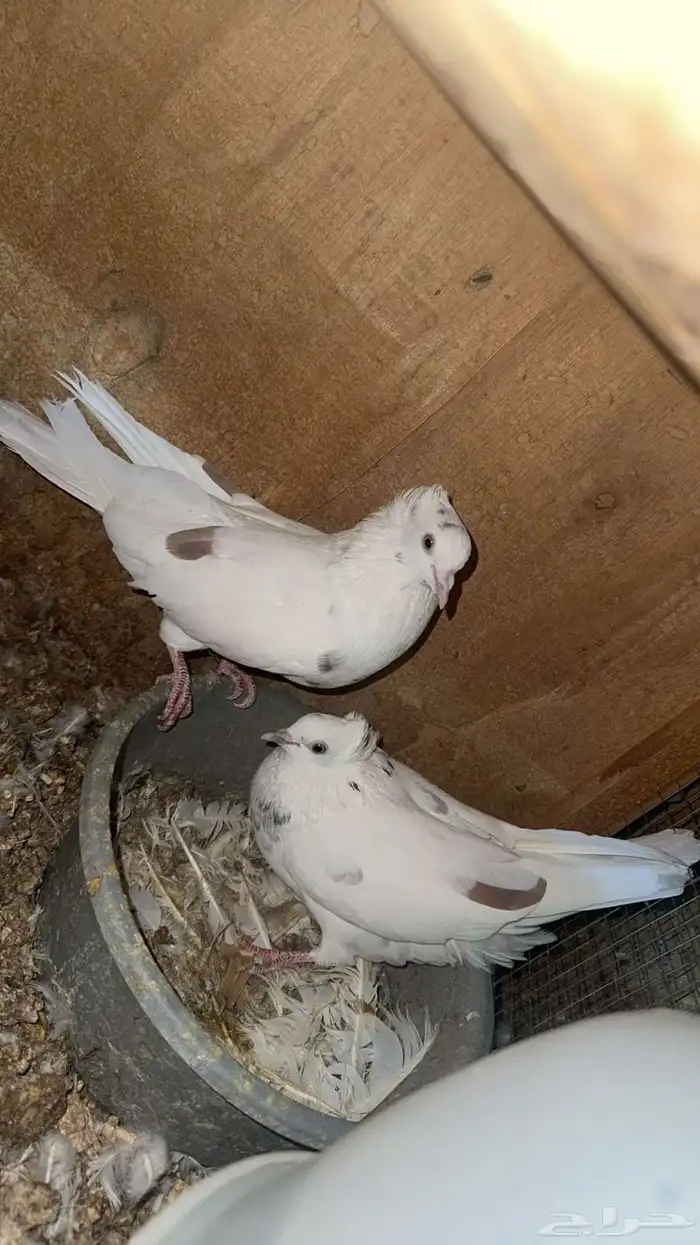 حمام قطايف 0