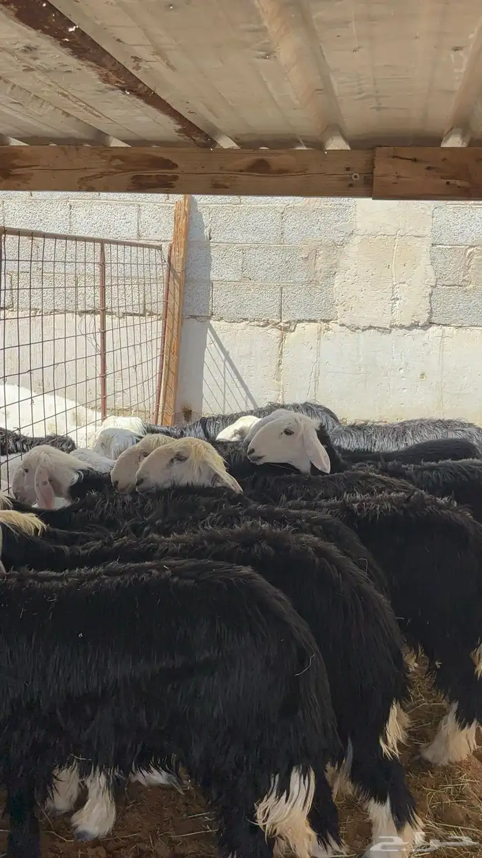 رخال نجد مقاني حلوه ب 1350 31