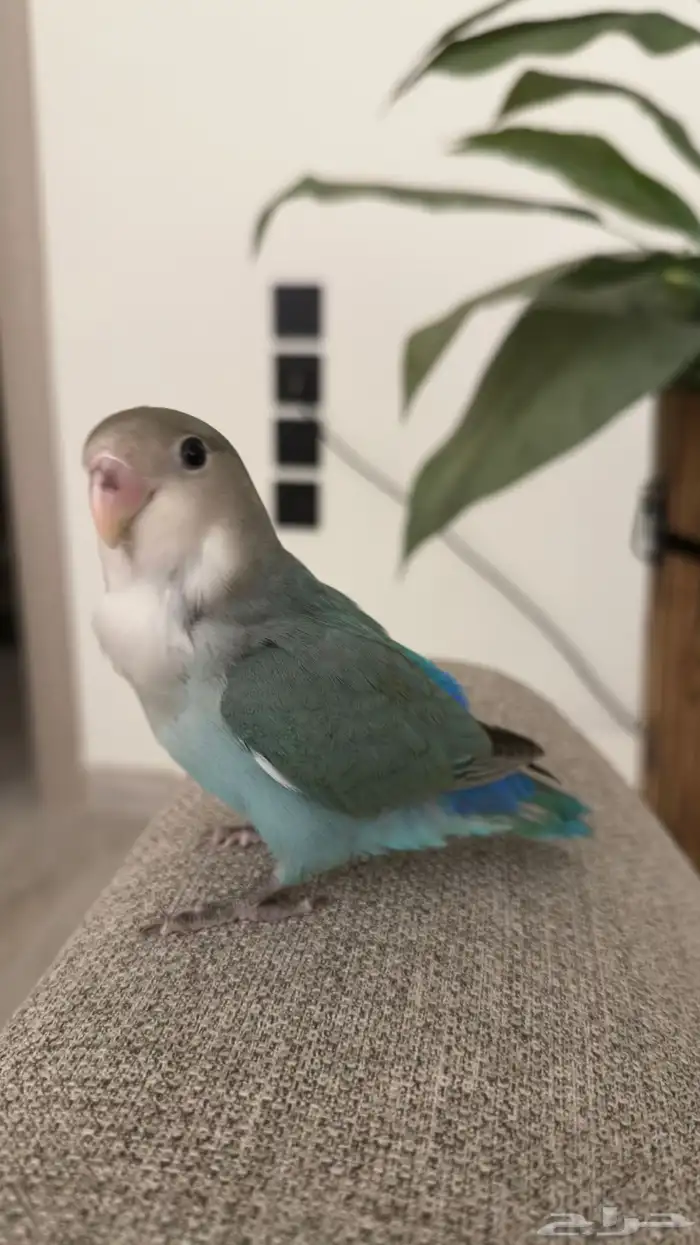 روز هدد خارجي انثى 0