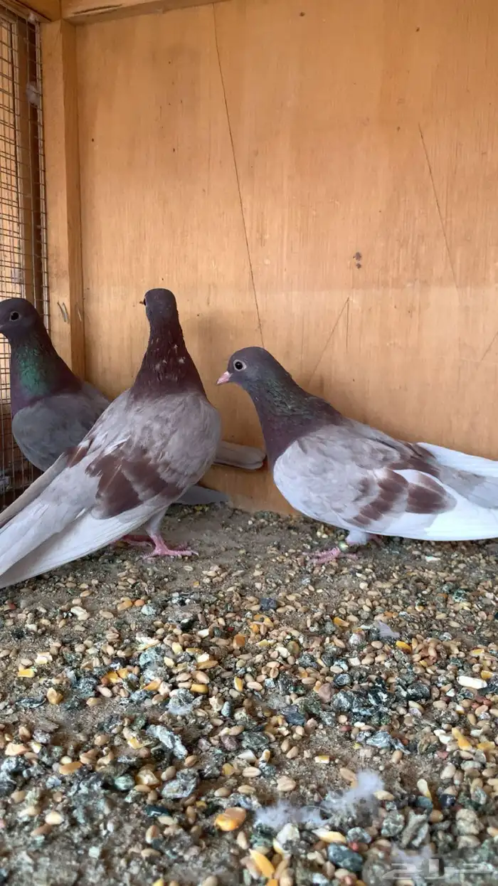 ((( تم البيع الله يبارك للمشتري ))) 10