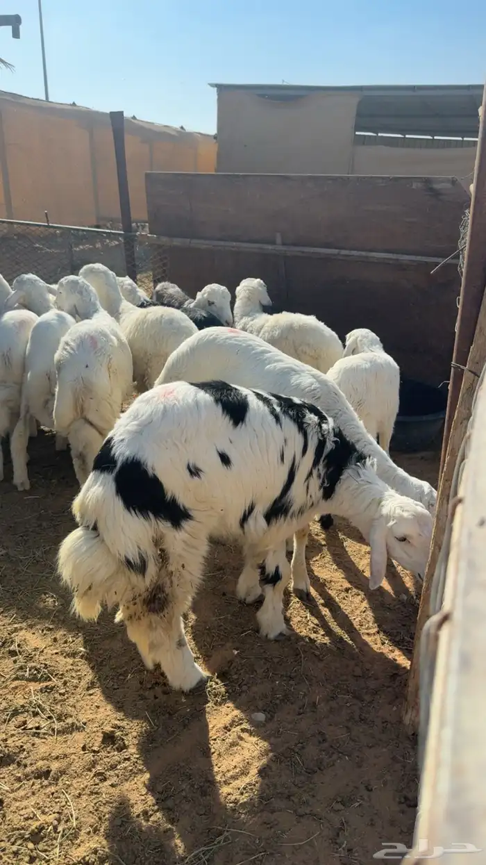 العدد13 الخرفان 9 والرخال 4 وفيها مهاجين على نجدي الصحة شرط 0