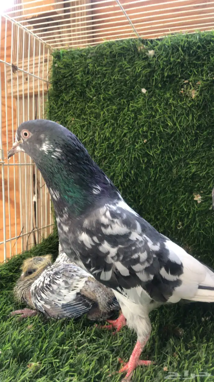 حمام باكستاني 2