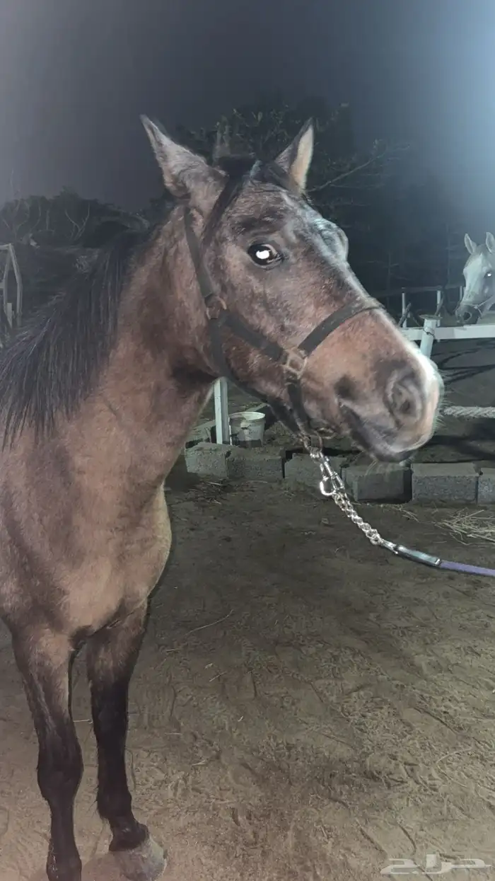 بوني سليم شرط العمر 3 سنوات هادي 0