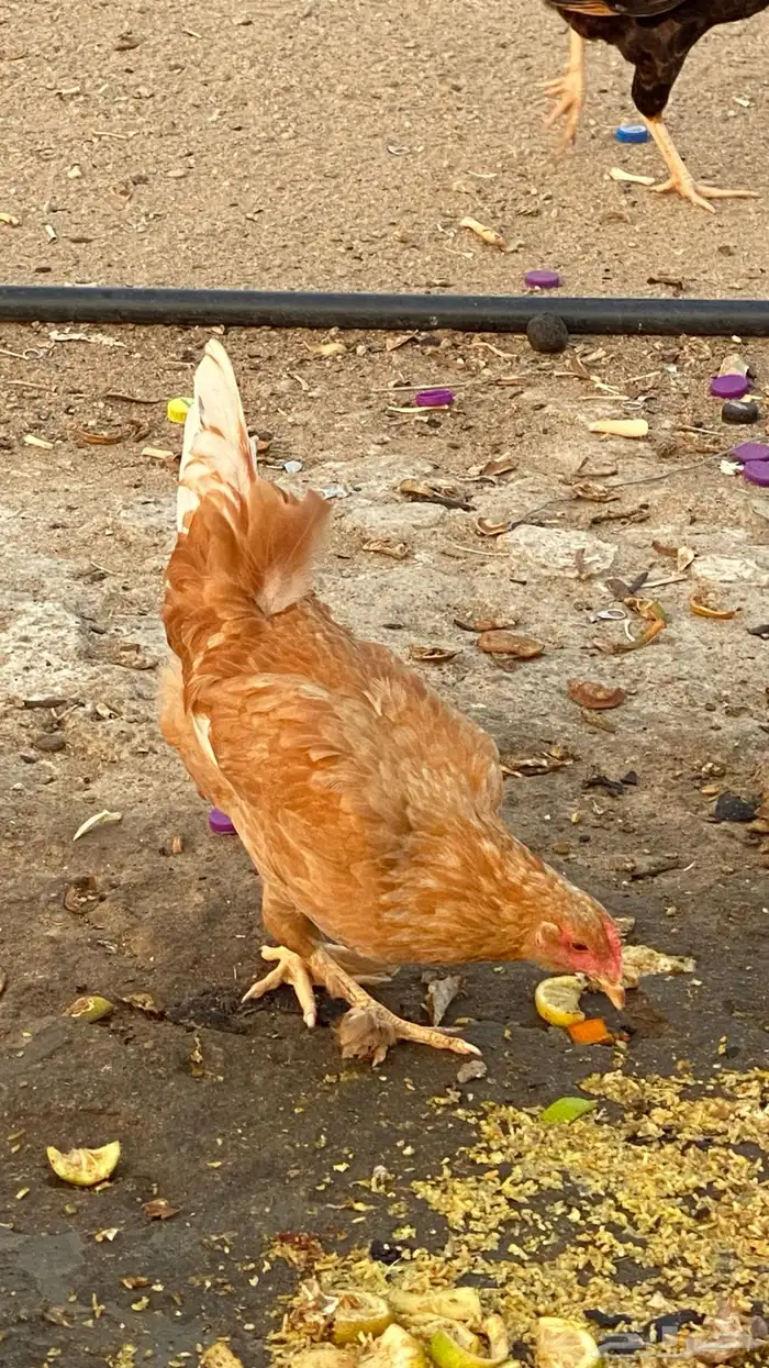 دجاج للبيع 2
