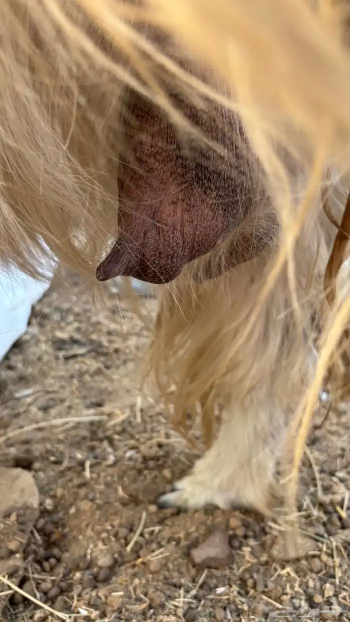 عنز مصريه بيضاء صنف والد متاومه تحتها 2 تيس وجفره 7