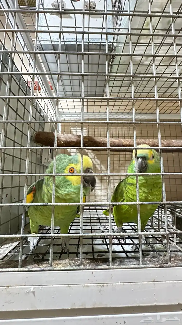 تم البيع زوج امازوني 5