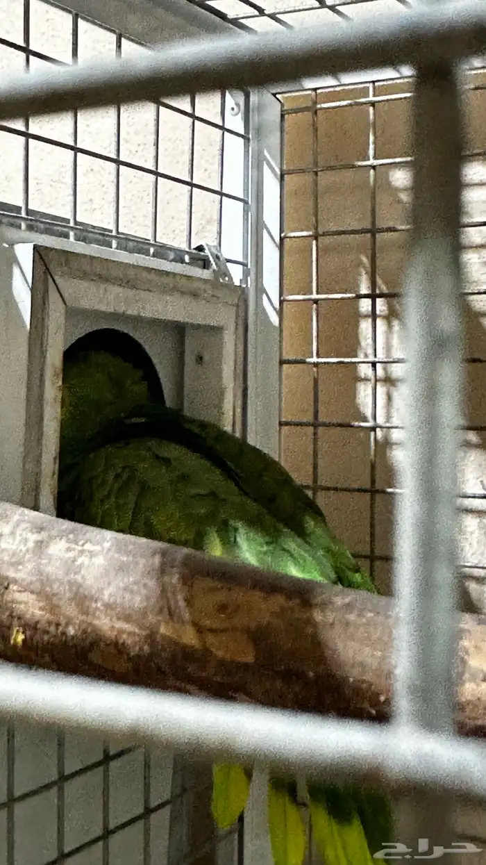 تم البيع زوج امازوني 8