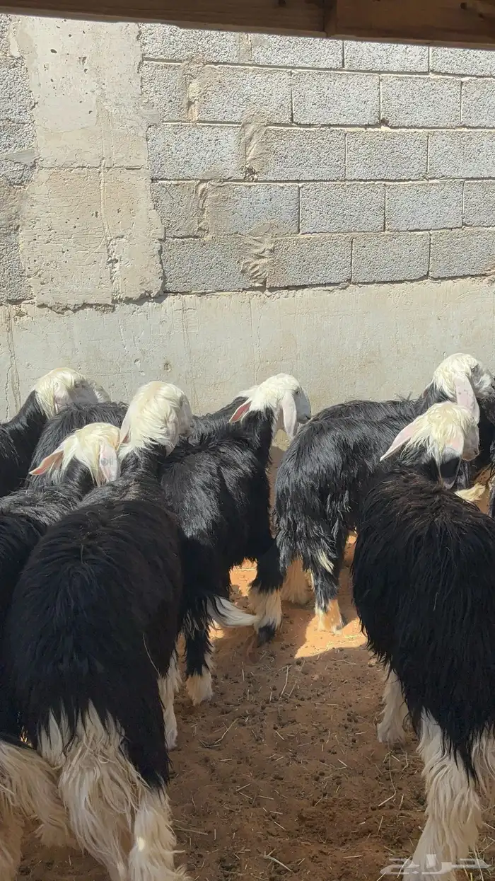 رخال نجد مقاني حلوه ب 1350 29