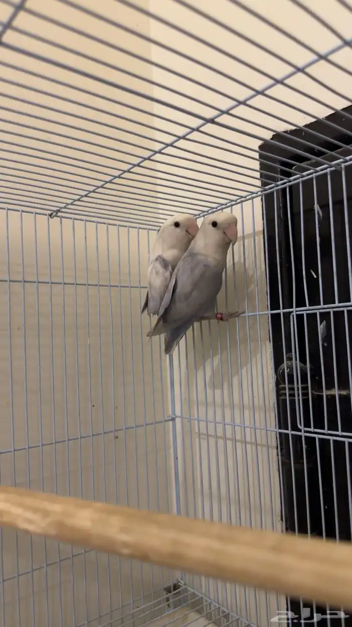 جوز روز منتج 0