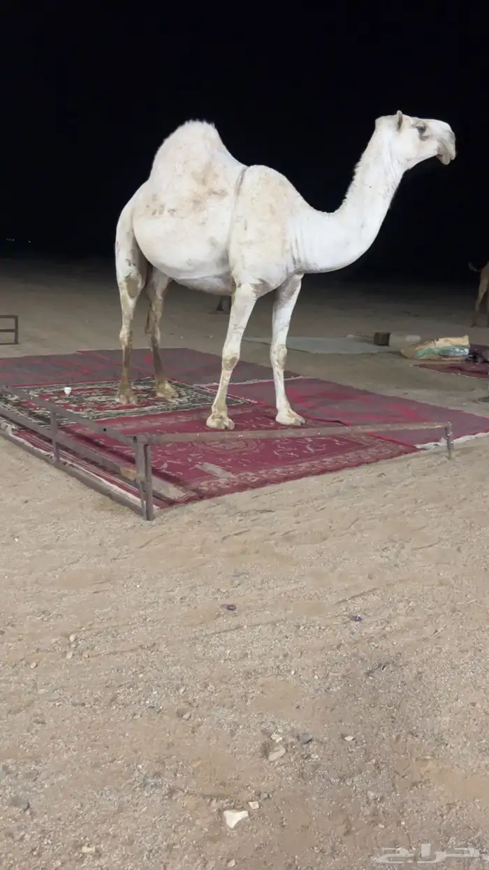 ضريبه عفرا 0