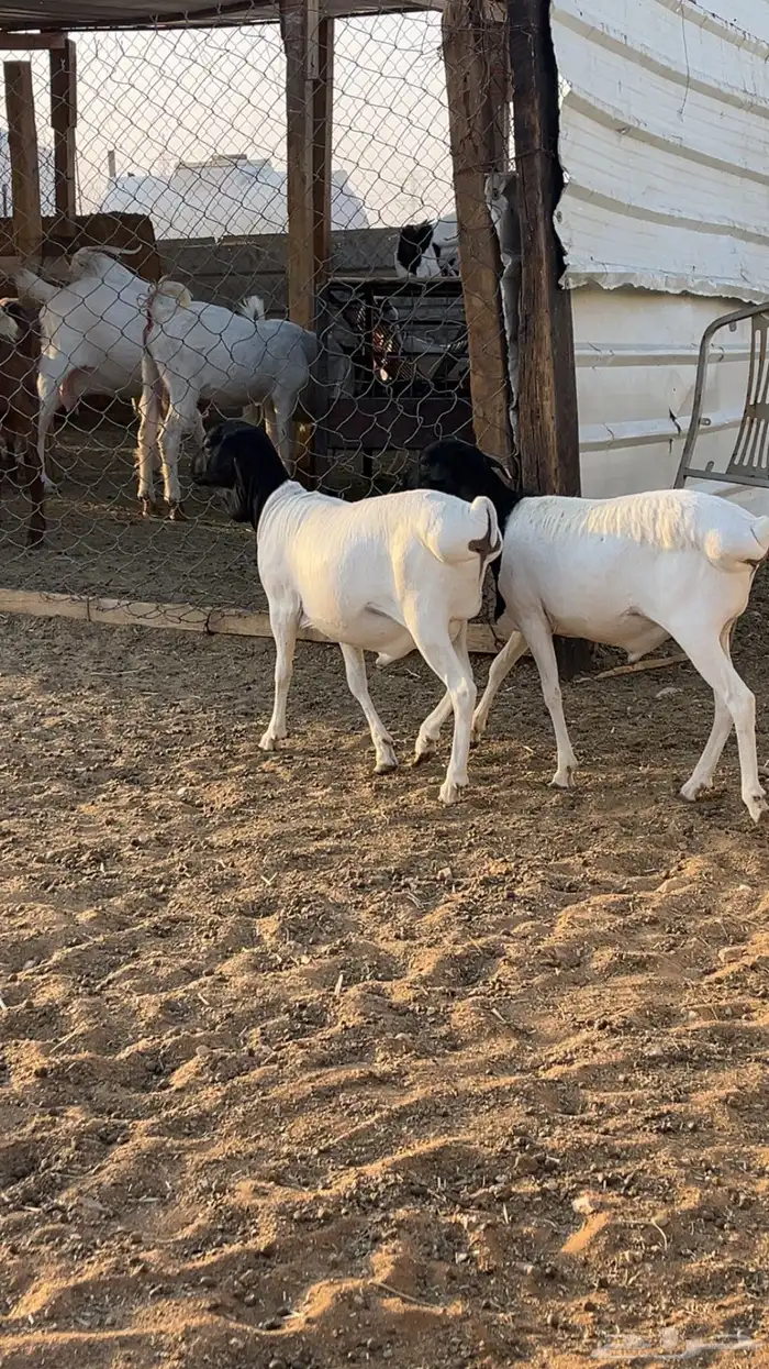 نعيم سواكن برابر فل شحم 8