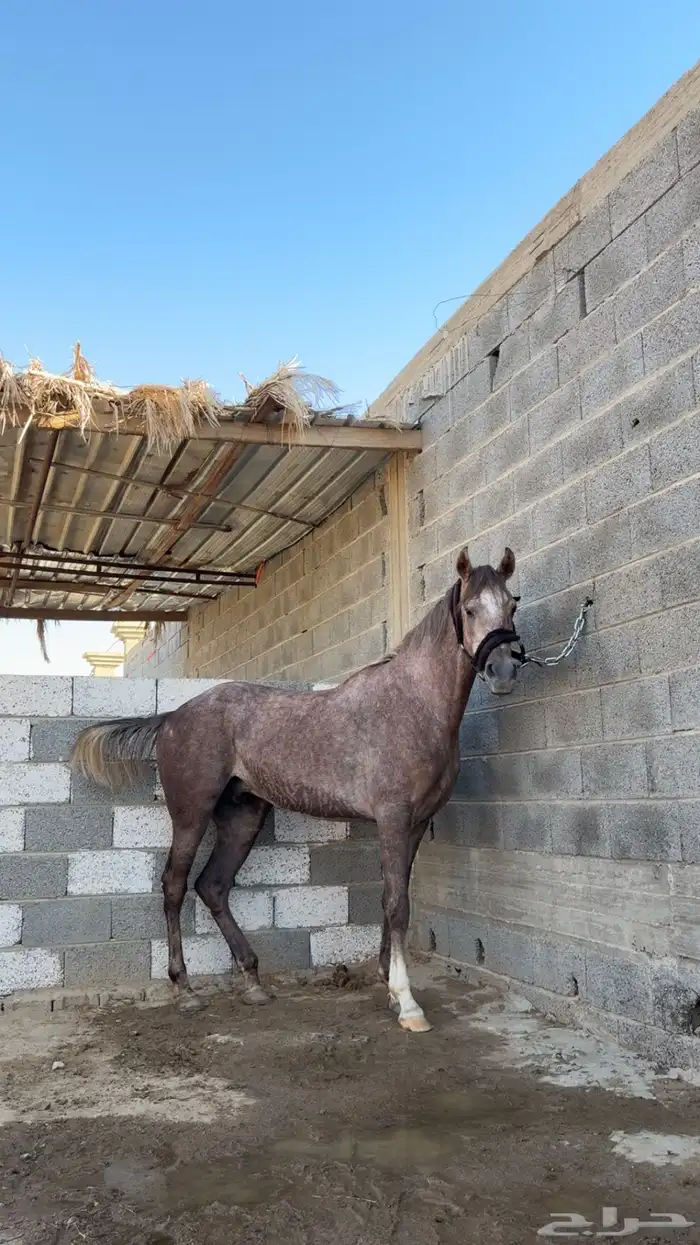 مهر شعبي كفو سبوق 2