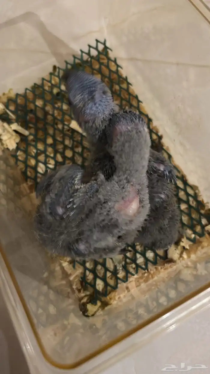 فروخ لوري للبيع 1