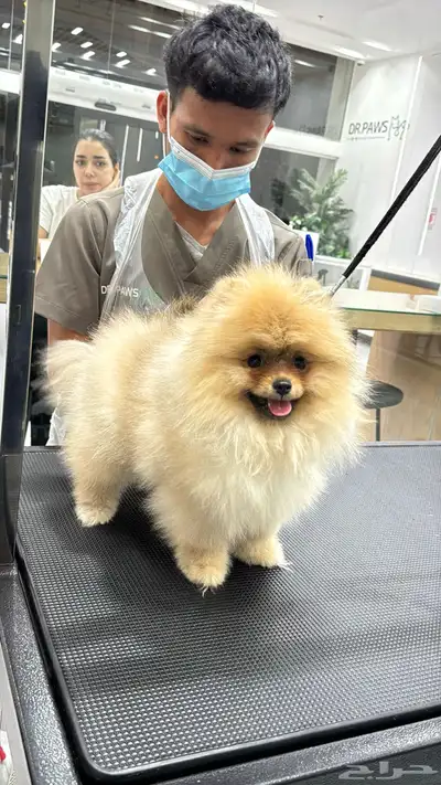 Pomeranian Puppy Teddy Face أنثى بومرينيان تيدي فيس index