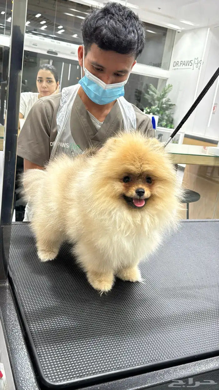 Pomeranian Puppy Teddy Face أنثى بومرينيان تيدي فيس 2