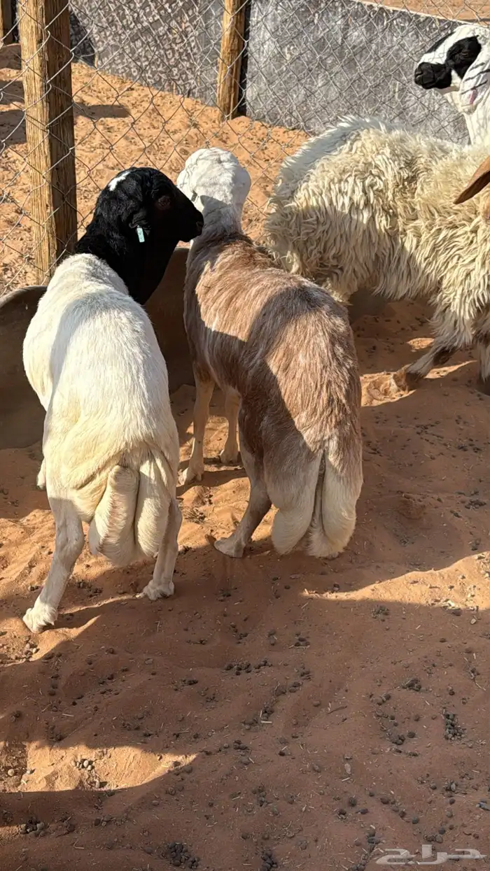 ذبايح ابو سعود مشروطة من كل شي 5