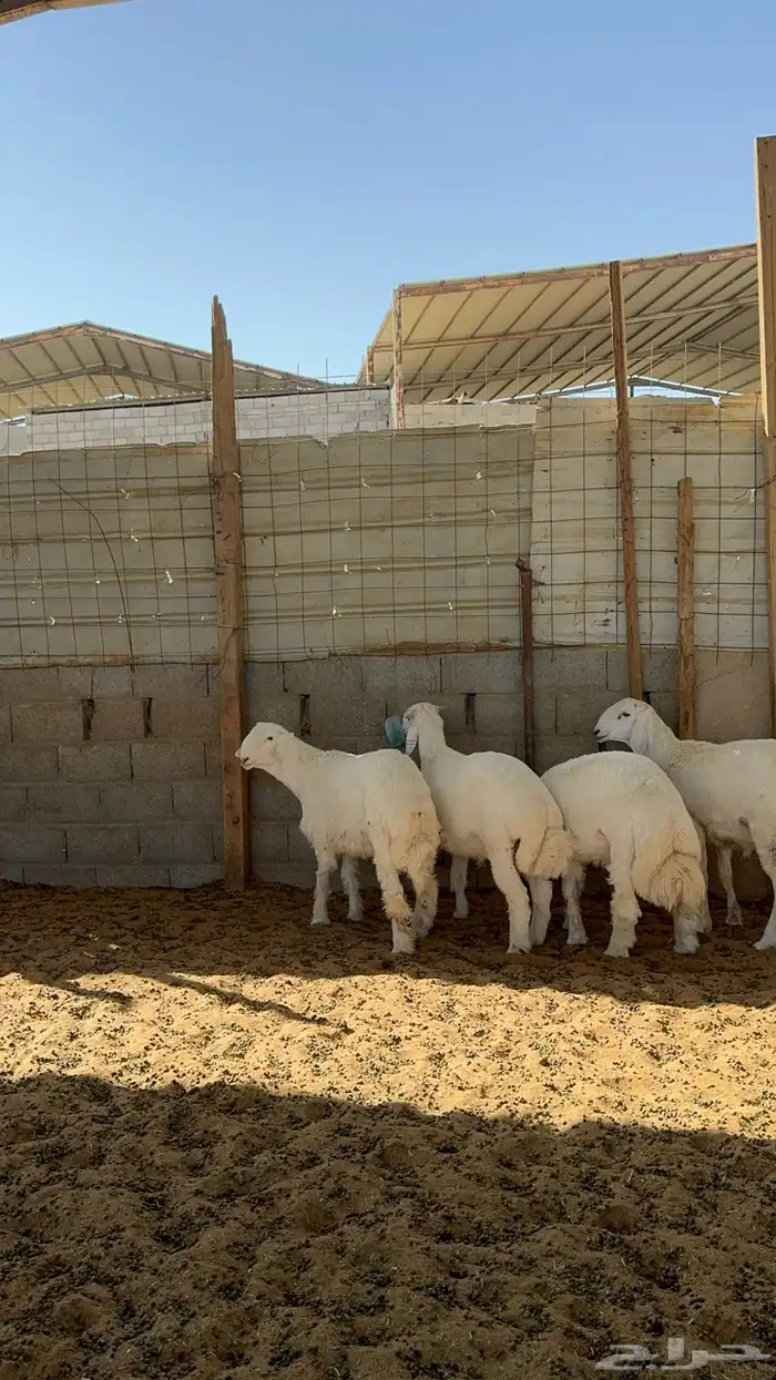 خرفان حريات جبره 1