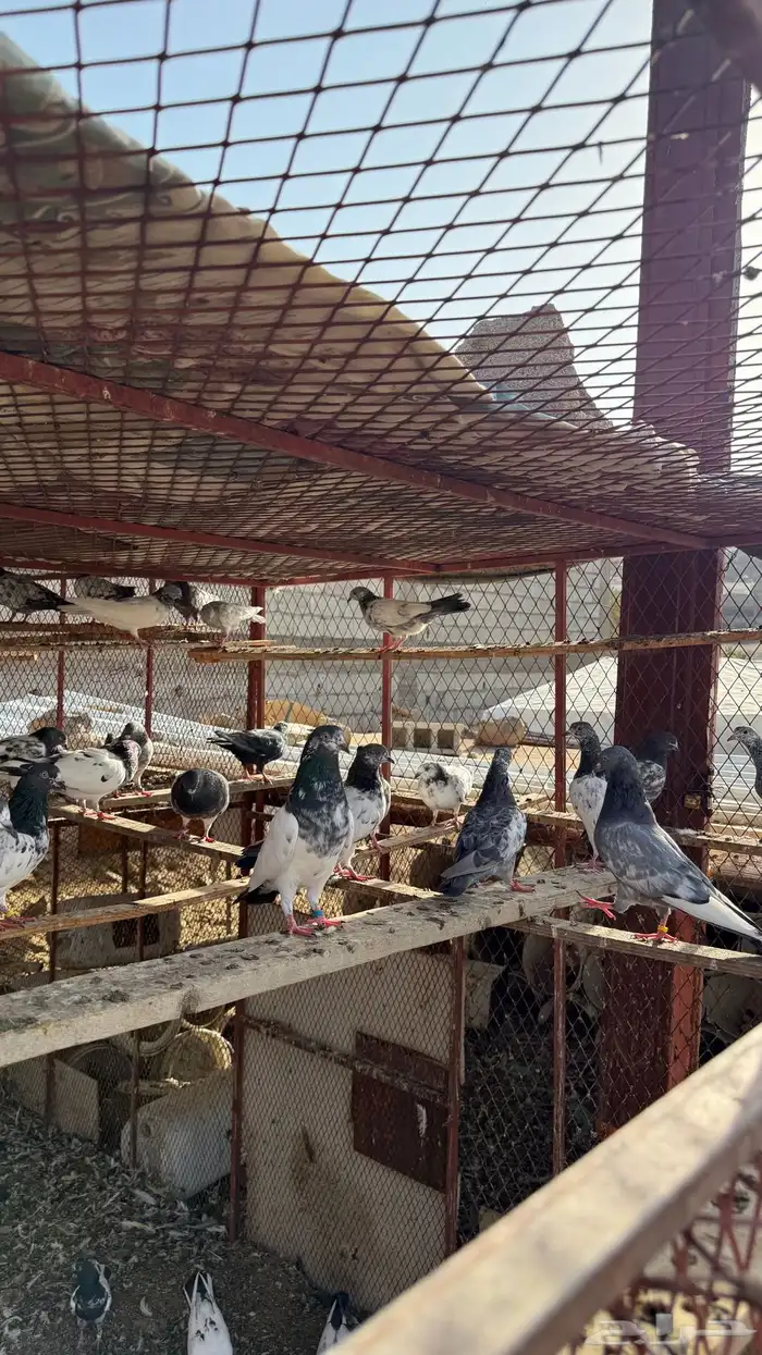 حمام باكستاني طيار 3