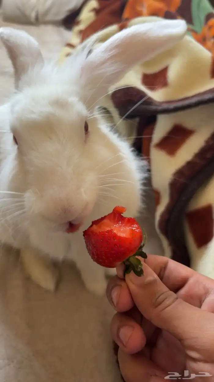 أرنب للبيع 2