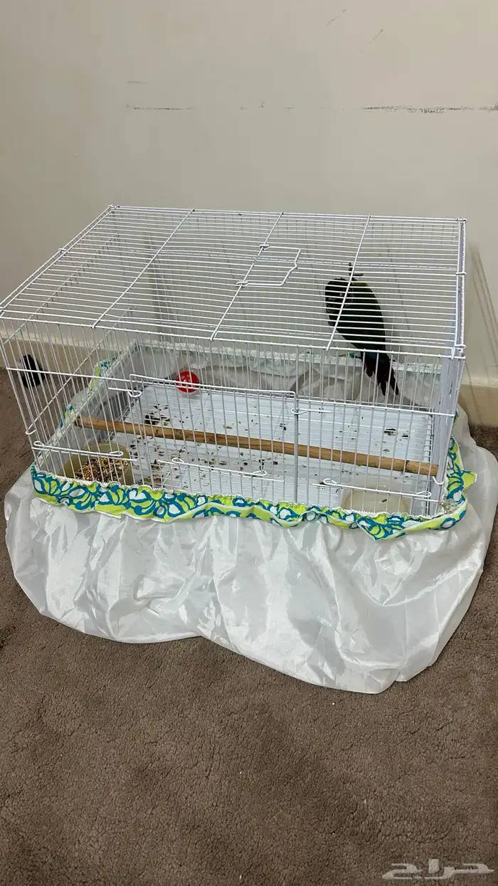 كنيور اليف وهدد للبيع 7