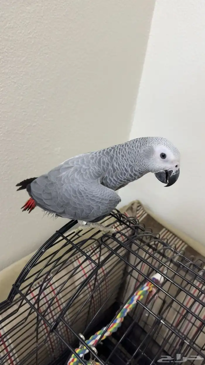 فرخ كاسكو متكلم 2