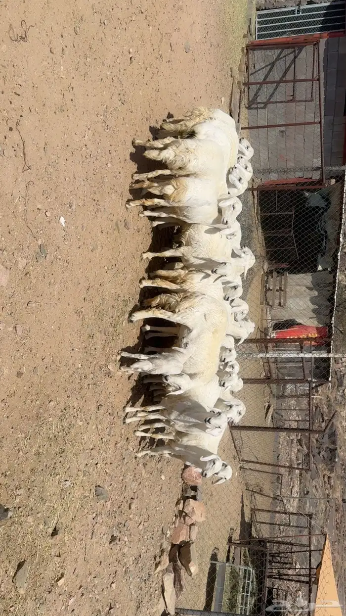 رخال الي يبغى يسس مراح 0