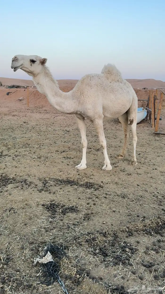 ضروبه شاف شبب ناقه طيبه وشرط من جميع العذاريب وبذمه 1